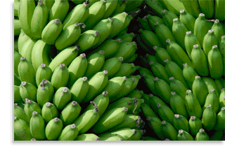 Wholesale Info for Bananas Growers